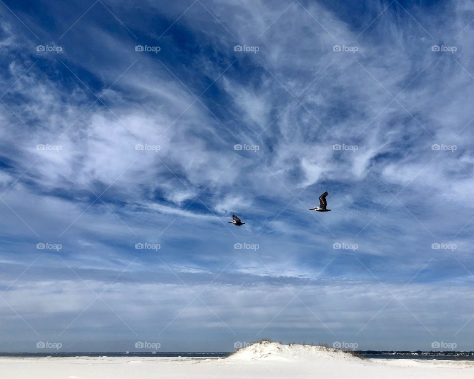 Two pelicans flying over white sand beach on bright winter day 