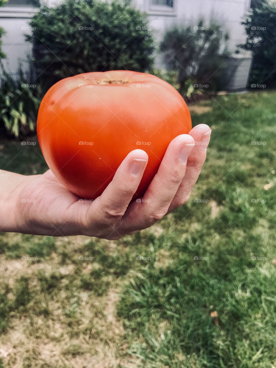 One huge, juicy, mouthwatering, Jersey tomato. 