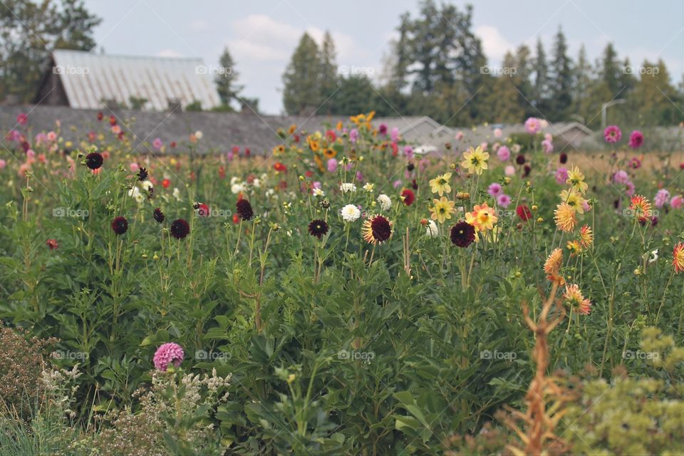 dahlia field
