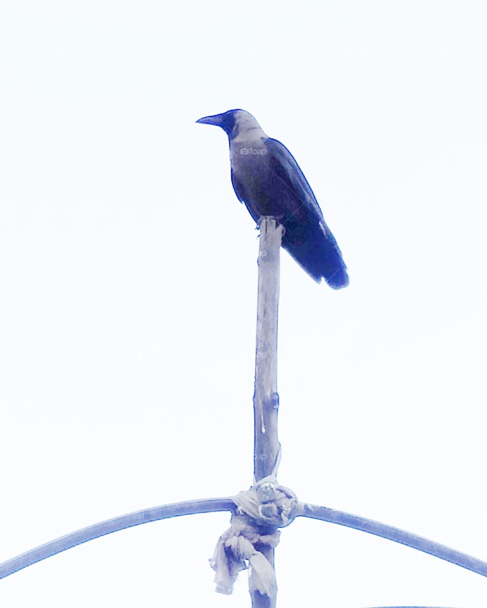 crow on macham