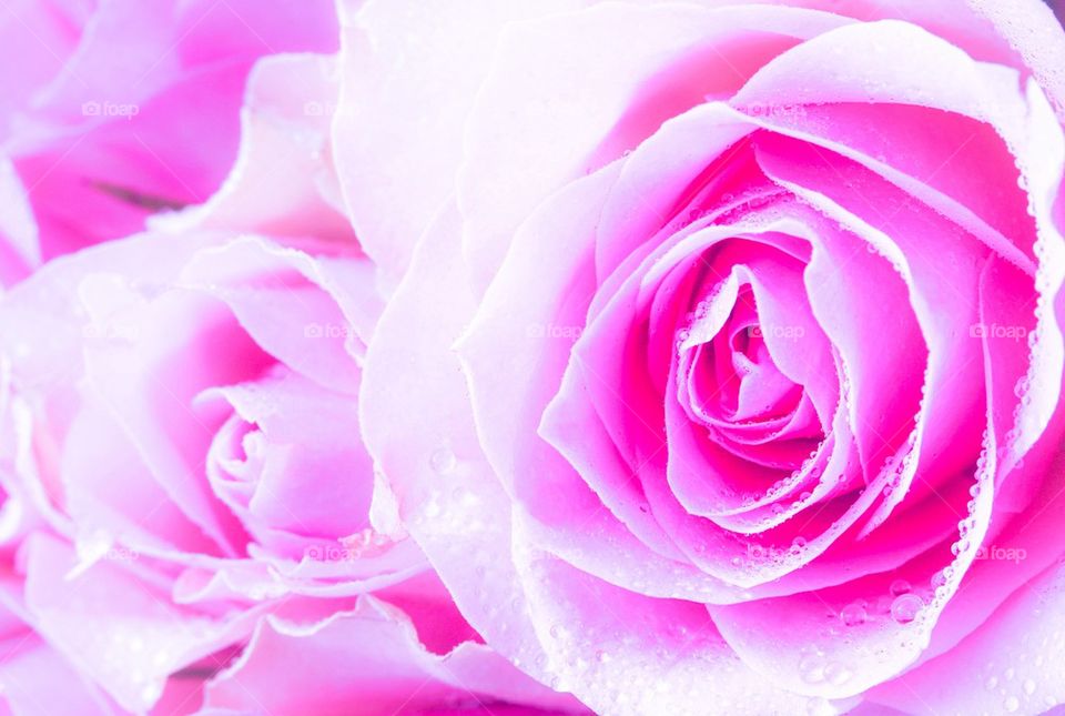 Pink rose