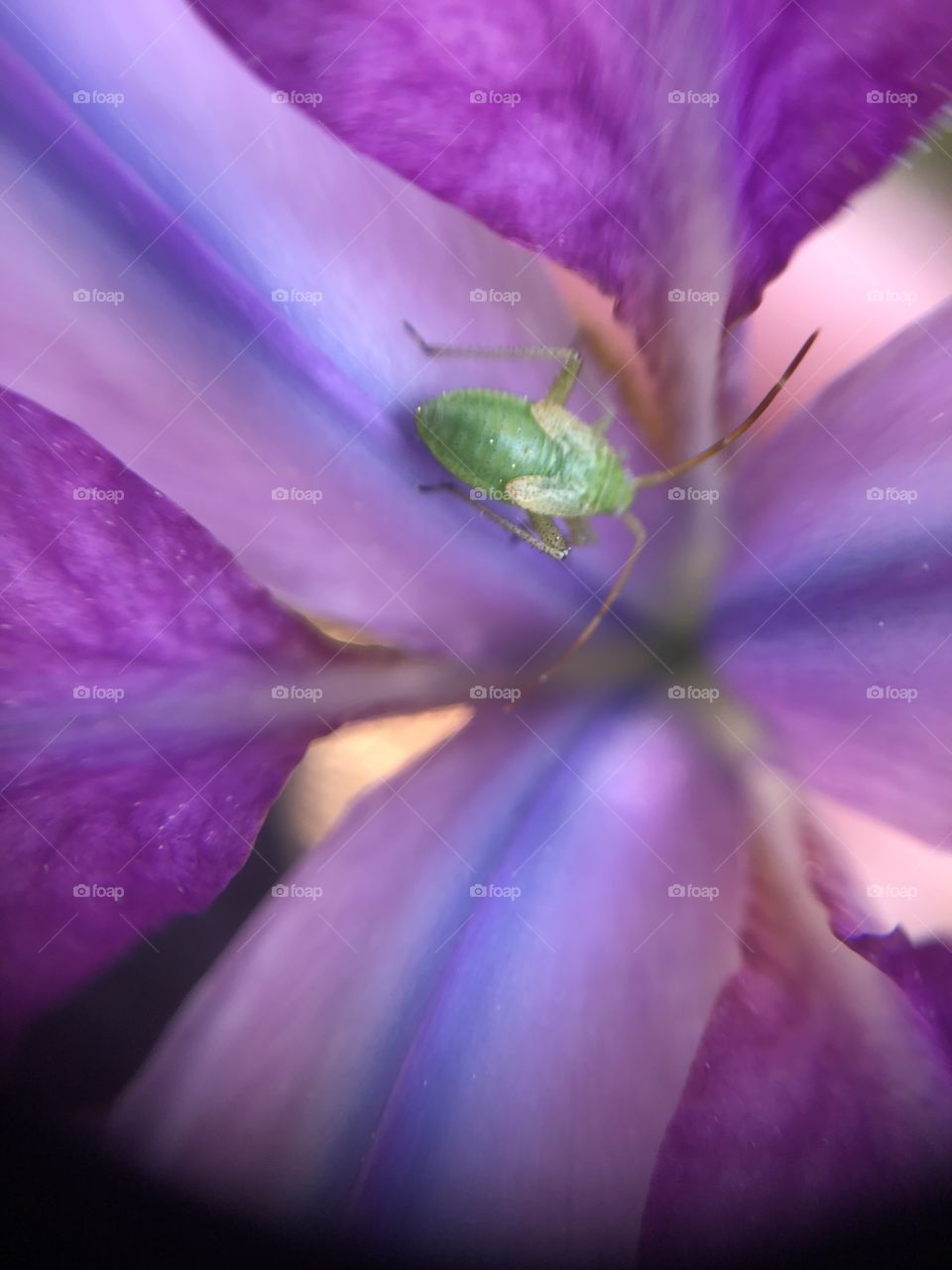 Inside pink & purple Iris and green insect