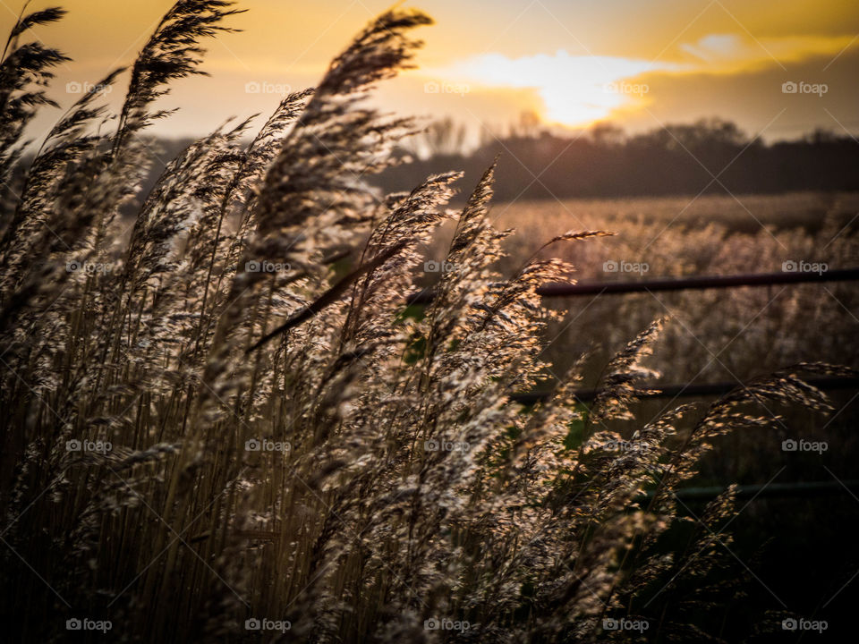 Reeds in the sunset