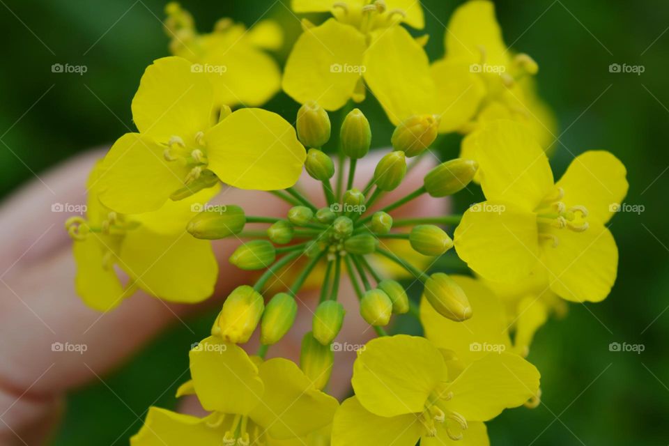 yellow flowers spring blooming beautiful nature