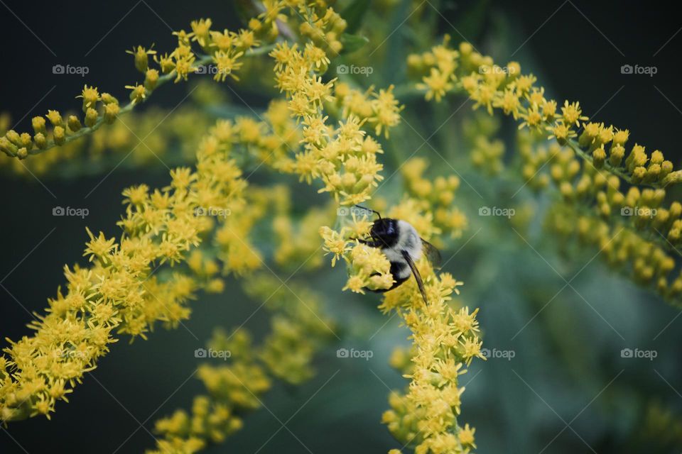 Bee on yellow wildflowers 