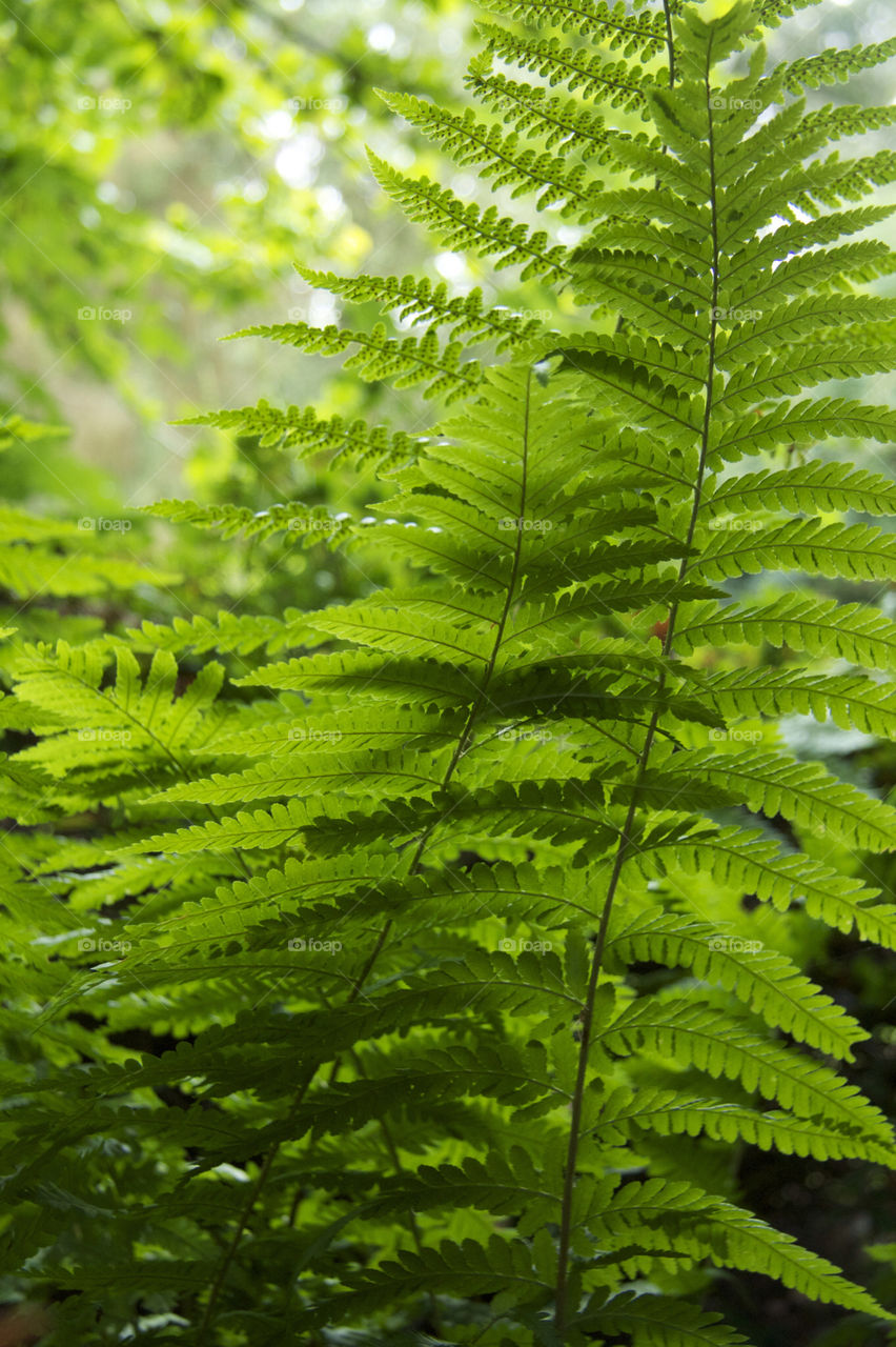 Ferns