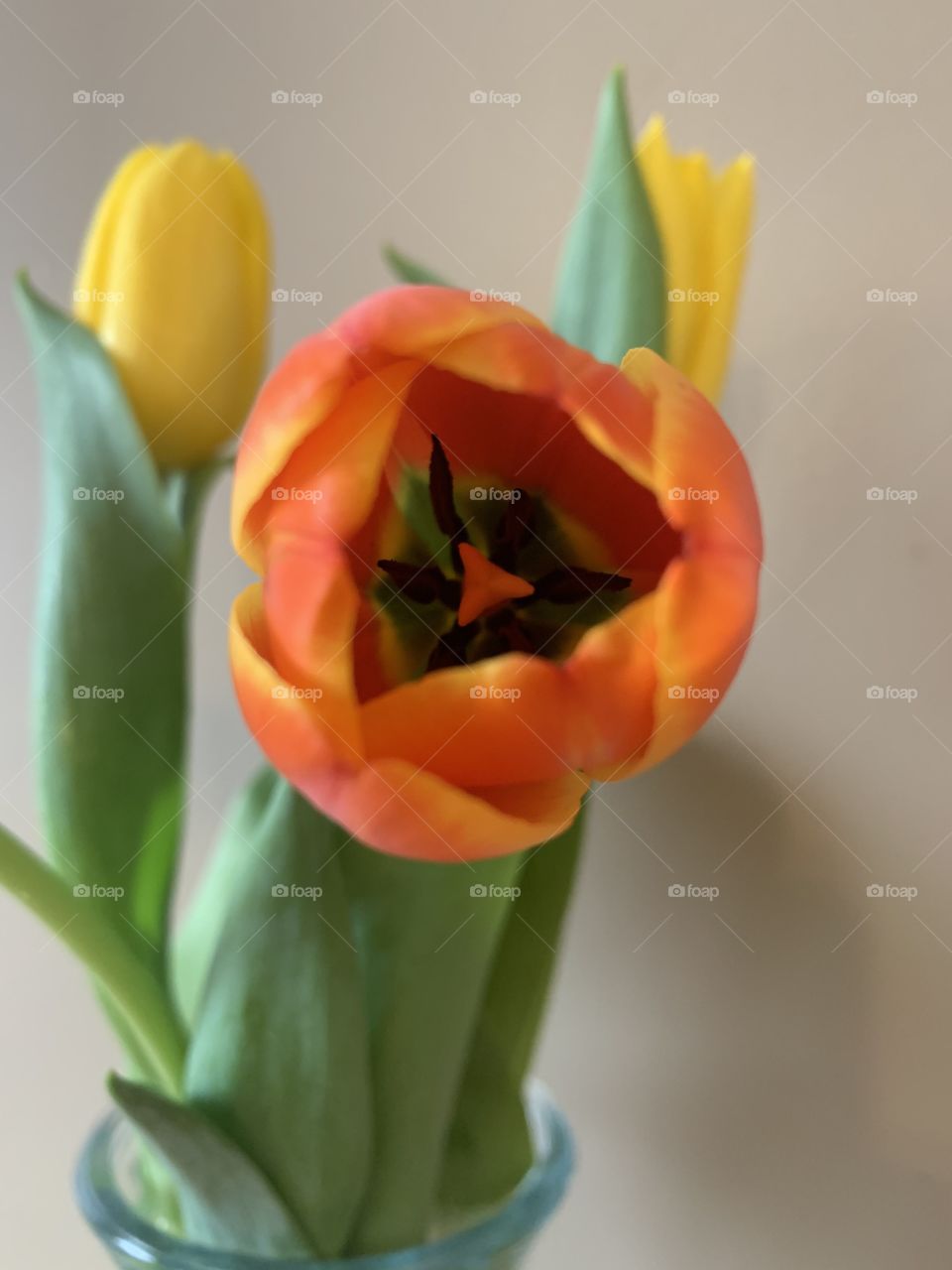 Tulip 