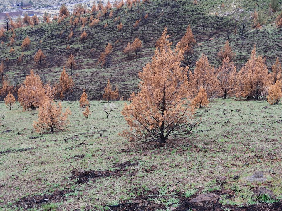 Juniper trees with brown needles and black trunks from a fire a year ago contrast with the bright green grass of spring on the hills above farmland in Central Oregon. 