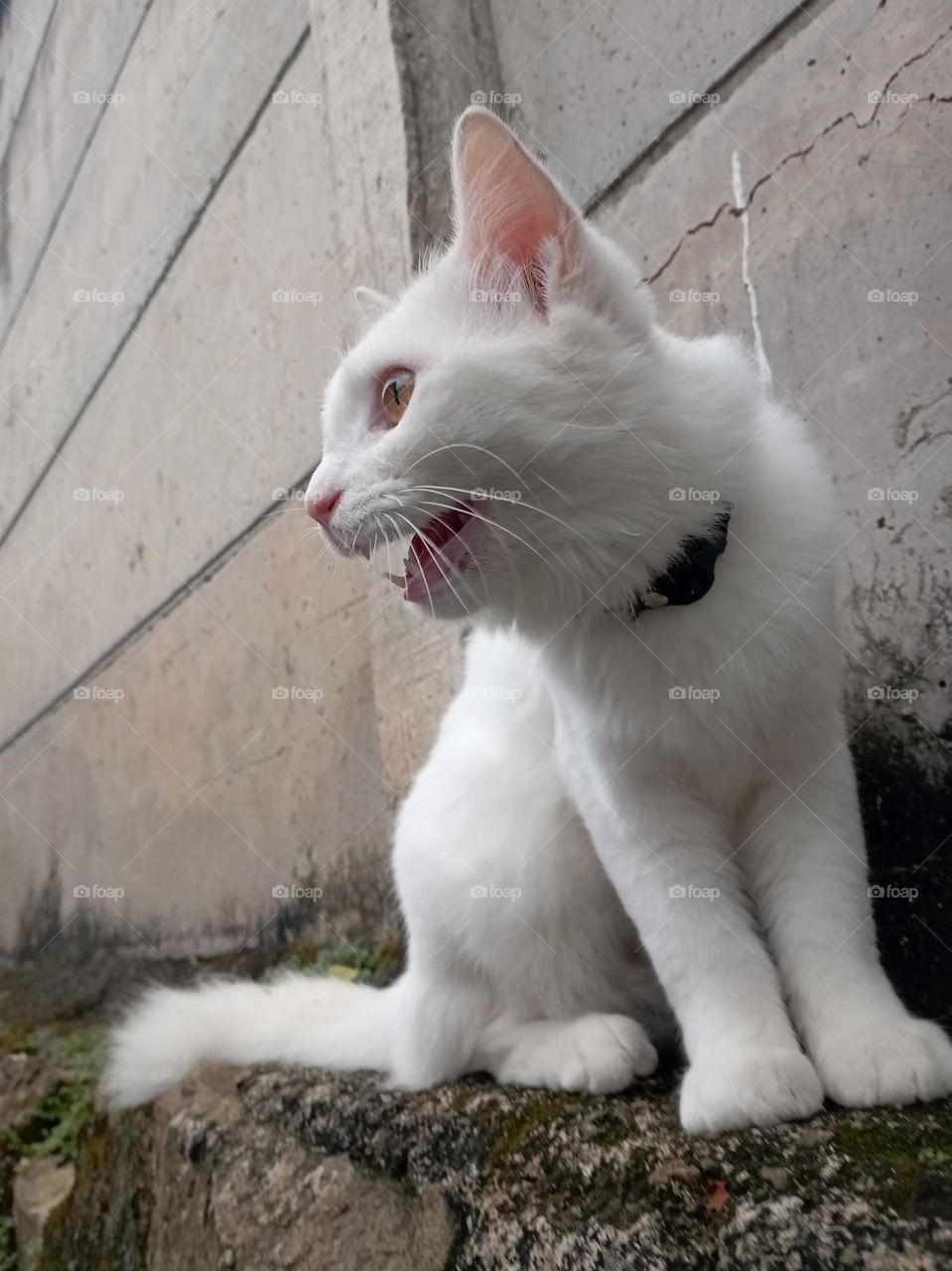 Cat on concrete fence