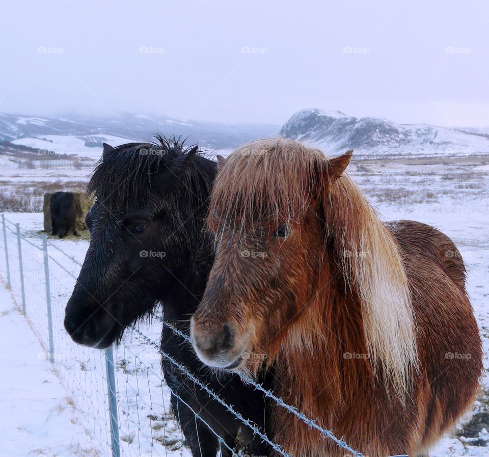 Two Icelandic horses in a snowy pasture on the roadside in Iceland
