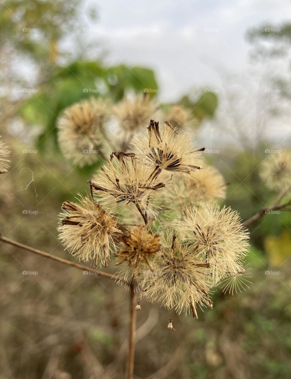 Plant at summer