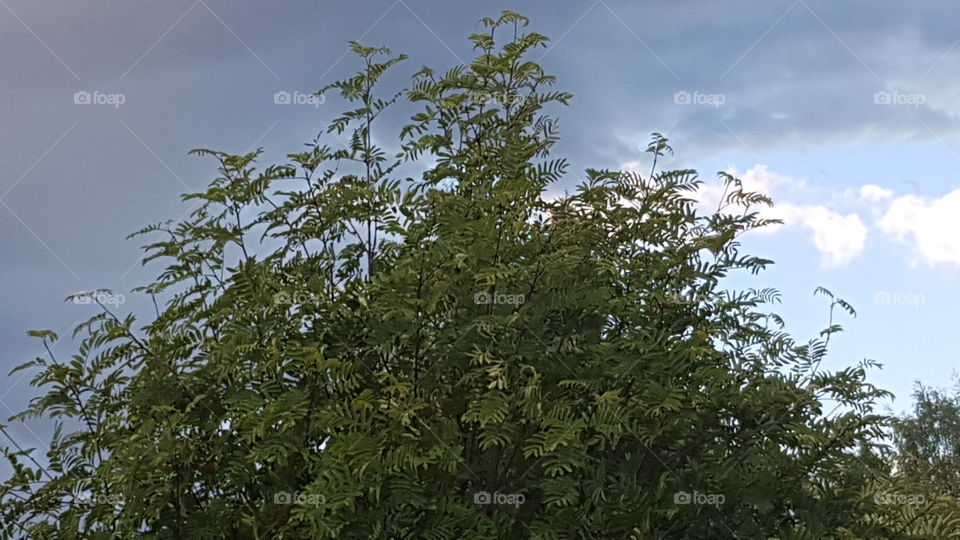 Efter åskoväder & regnskurar