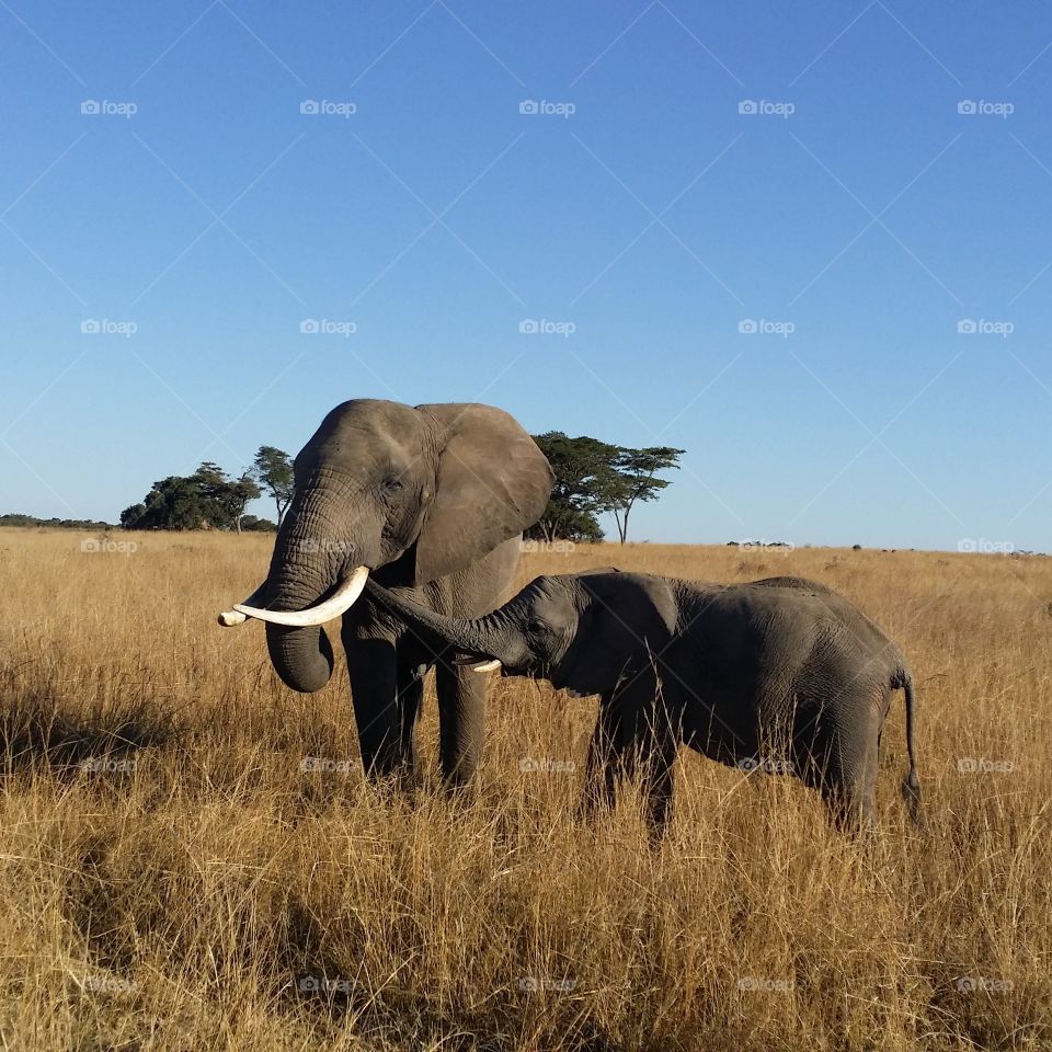 elephant family. a father elephant puts up with his adorable son on a wildlife sanctuary in Zimbabwe