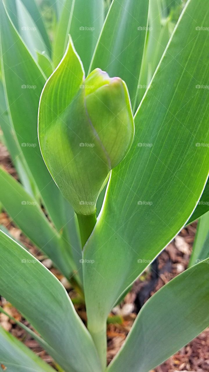 iris blossom about to bloom