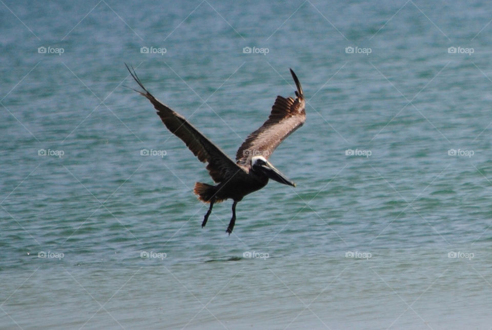 ocean summer bird pelican by mcrisrivera