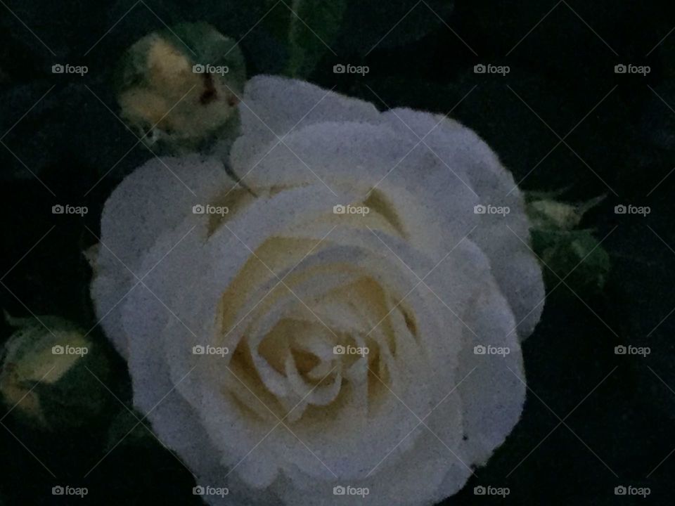 big white rose