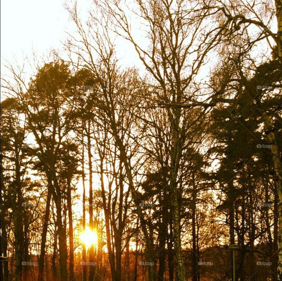 sun sweden sunshine branches by leta
