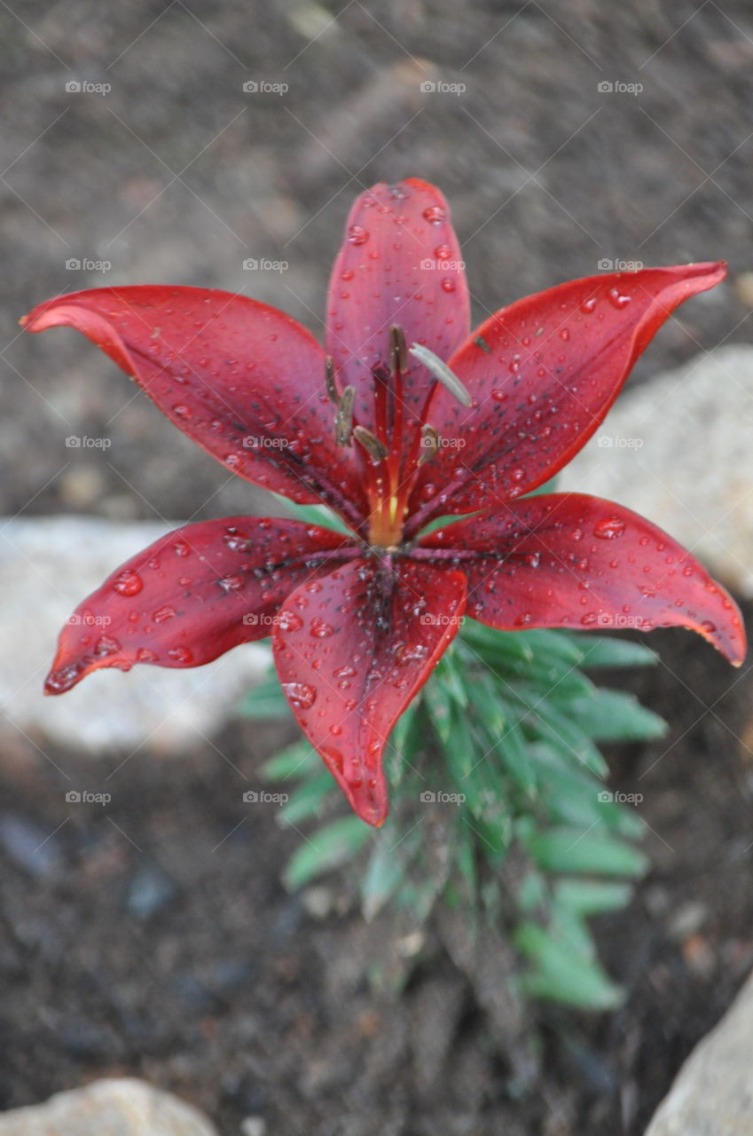 Lily with Raindrops 