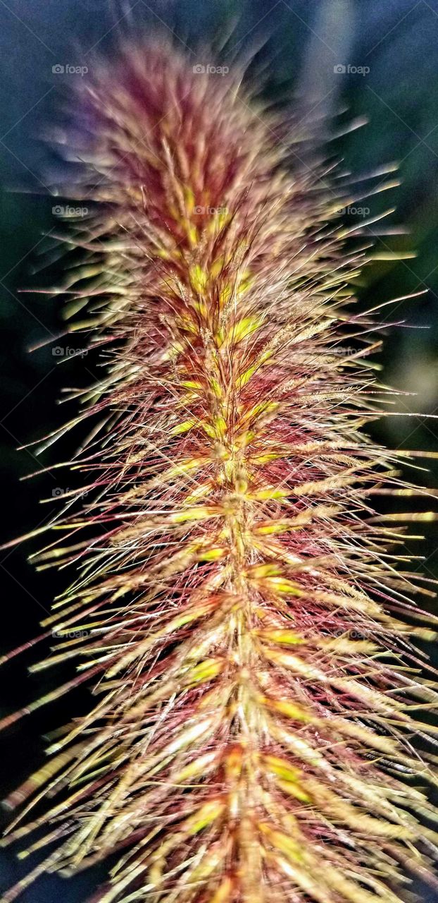 Fall bloom on Pampas grass