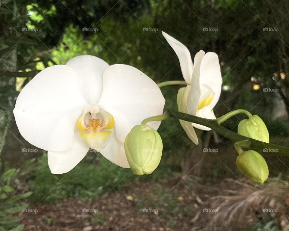 🌹 🇺🇸 Very beautiful flowers to brighten our day.  Live nature and its beauty. Did you like the delicate petals? / 🇧🇷 Flores muito bonitas para alegrar nosso dia. Viva a natureza e sua beleza. Gostaram das pétalas delicadas? 