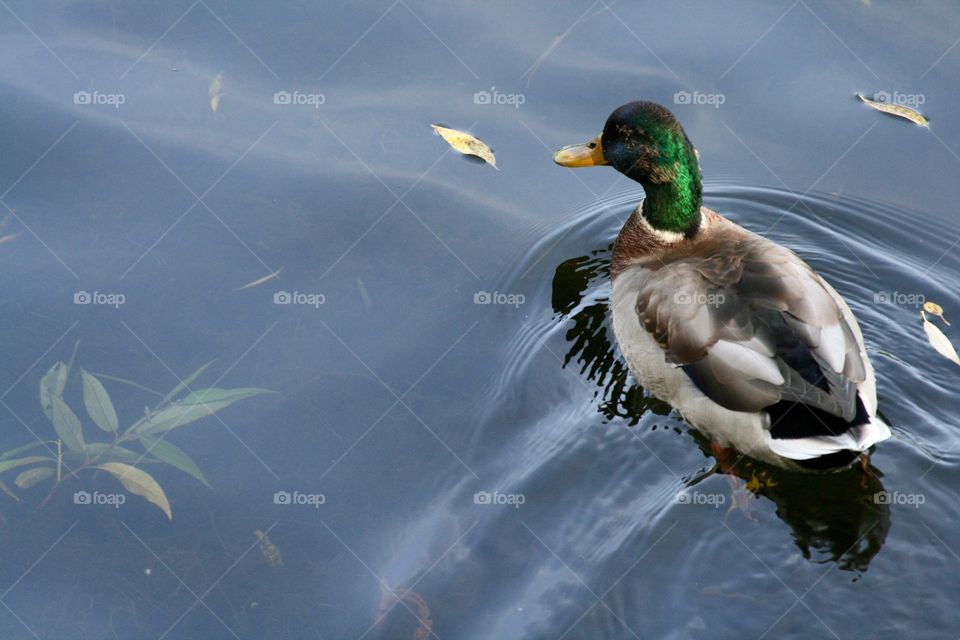 Duck 