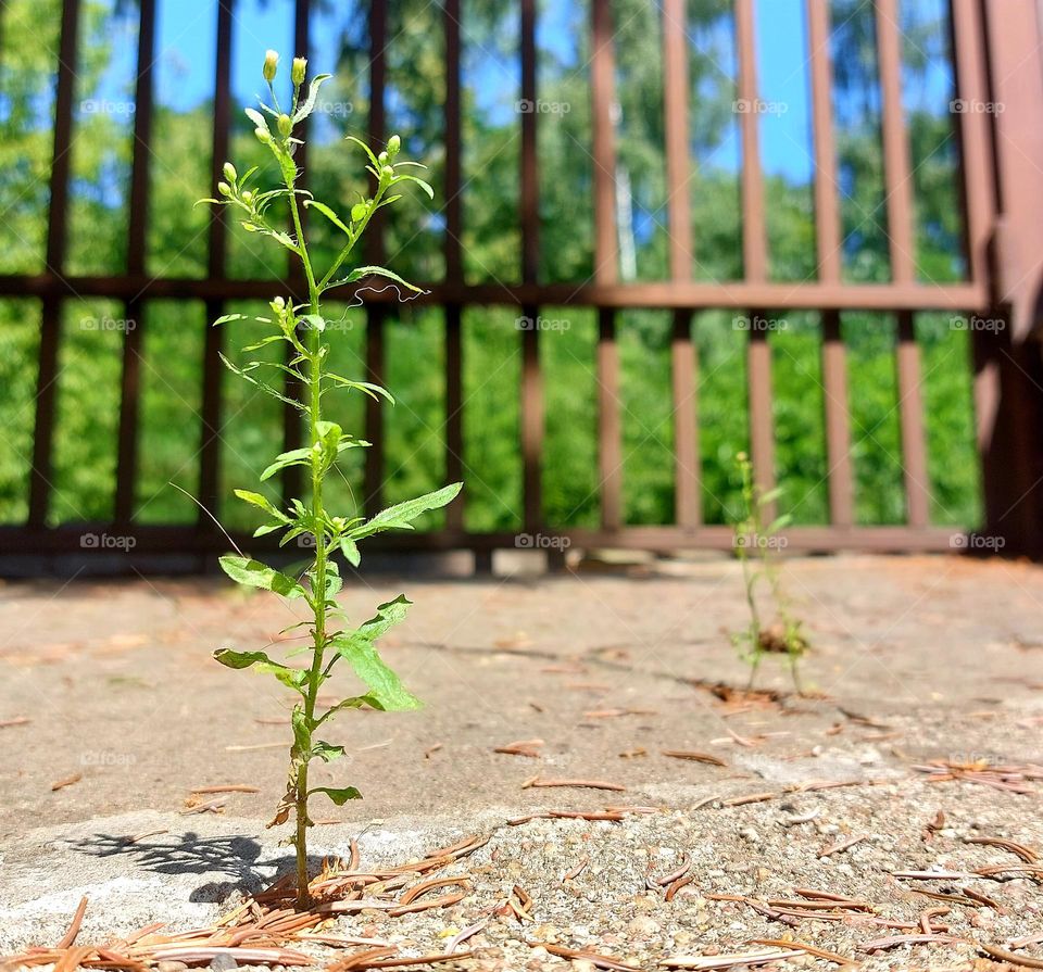 life will always find a way to grow ❤