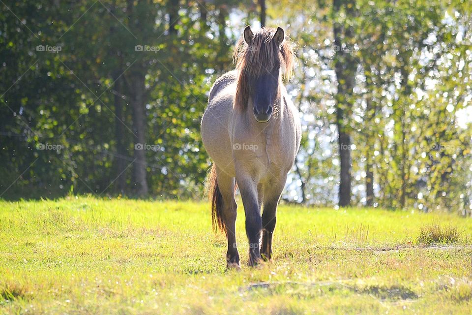 Horse in grass