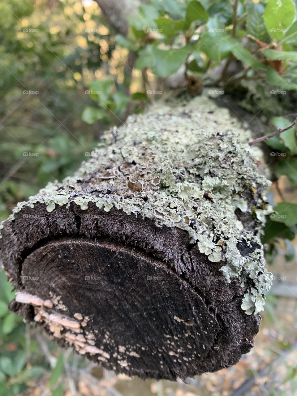 Close up of a “private log” in someone’s private park in orinda. If there could have been dust caking the outdoor playground, there would have been. Selfish 