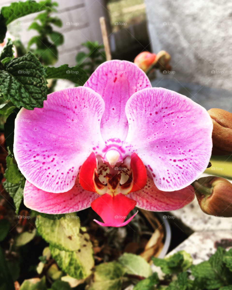 Nossas belas orquídeas mostram a beleza das flores brasileiras. Na Missão do Foap intitulada “Plantas do Brasil”, eis um exemplo! / Our orchids show the beauty of Brazilian flowers. In the Foap Mission “Brazil Plants”, here is an example!