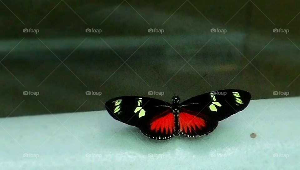 close up of colored butterfly