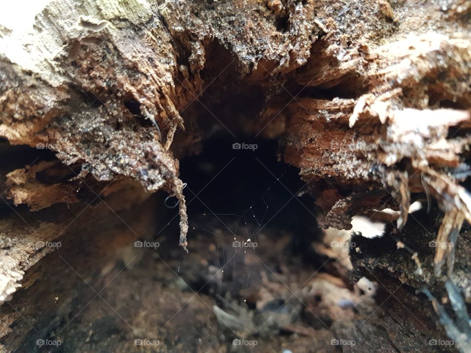 hollow log and spider web