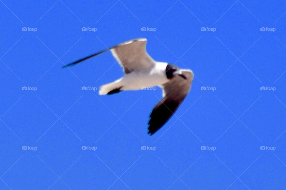 Coney Island Seagull 