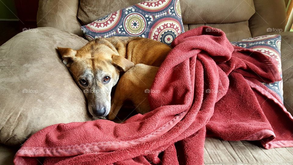 curled up on the couch