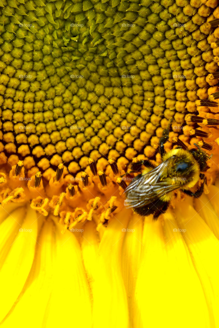 Bumblebee pollinating a big bright yellow sunflower.