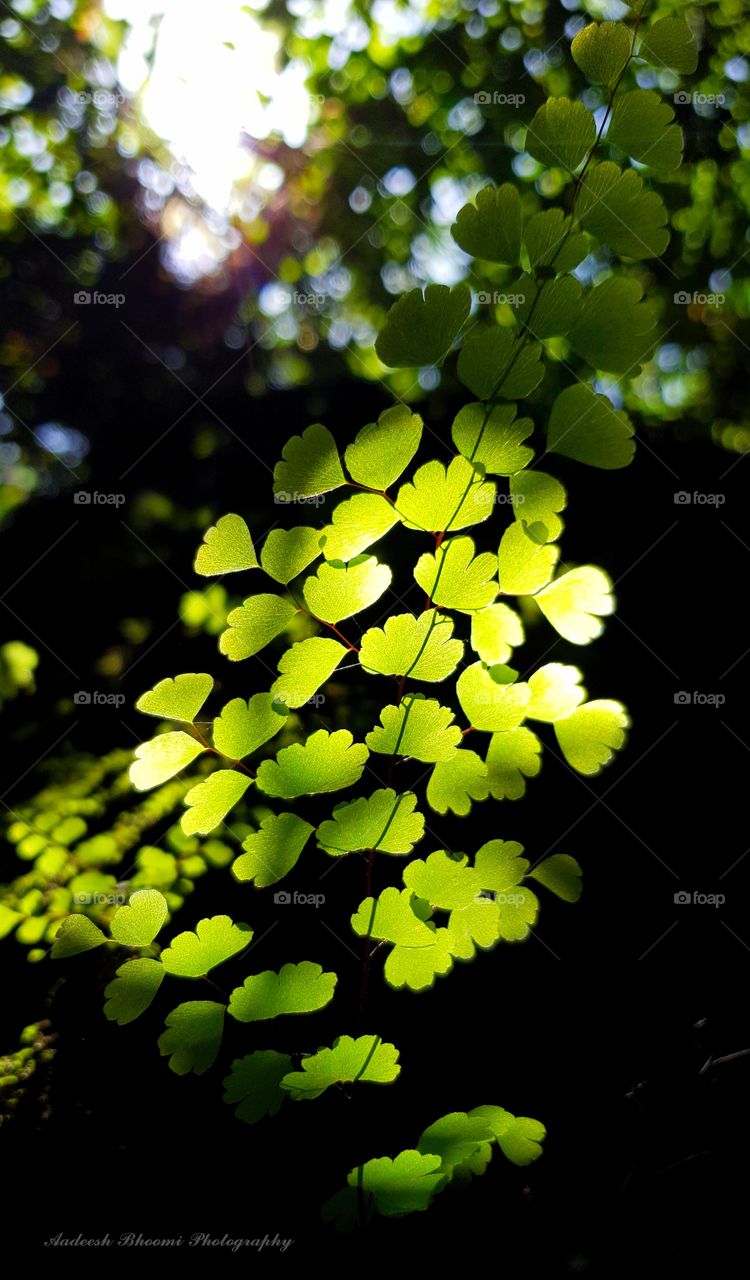 Backlight of the Green