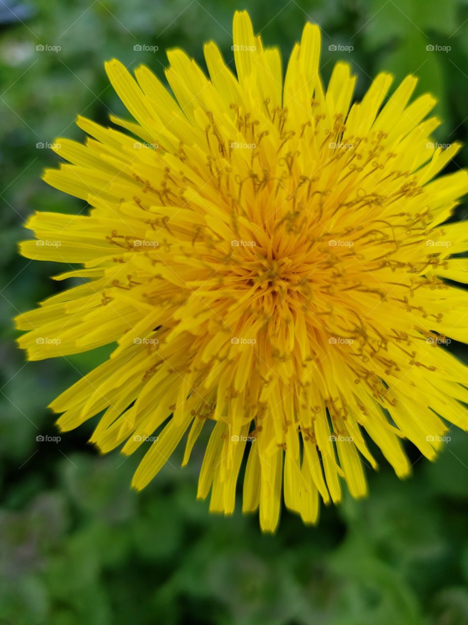 Dandelion