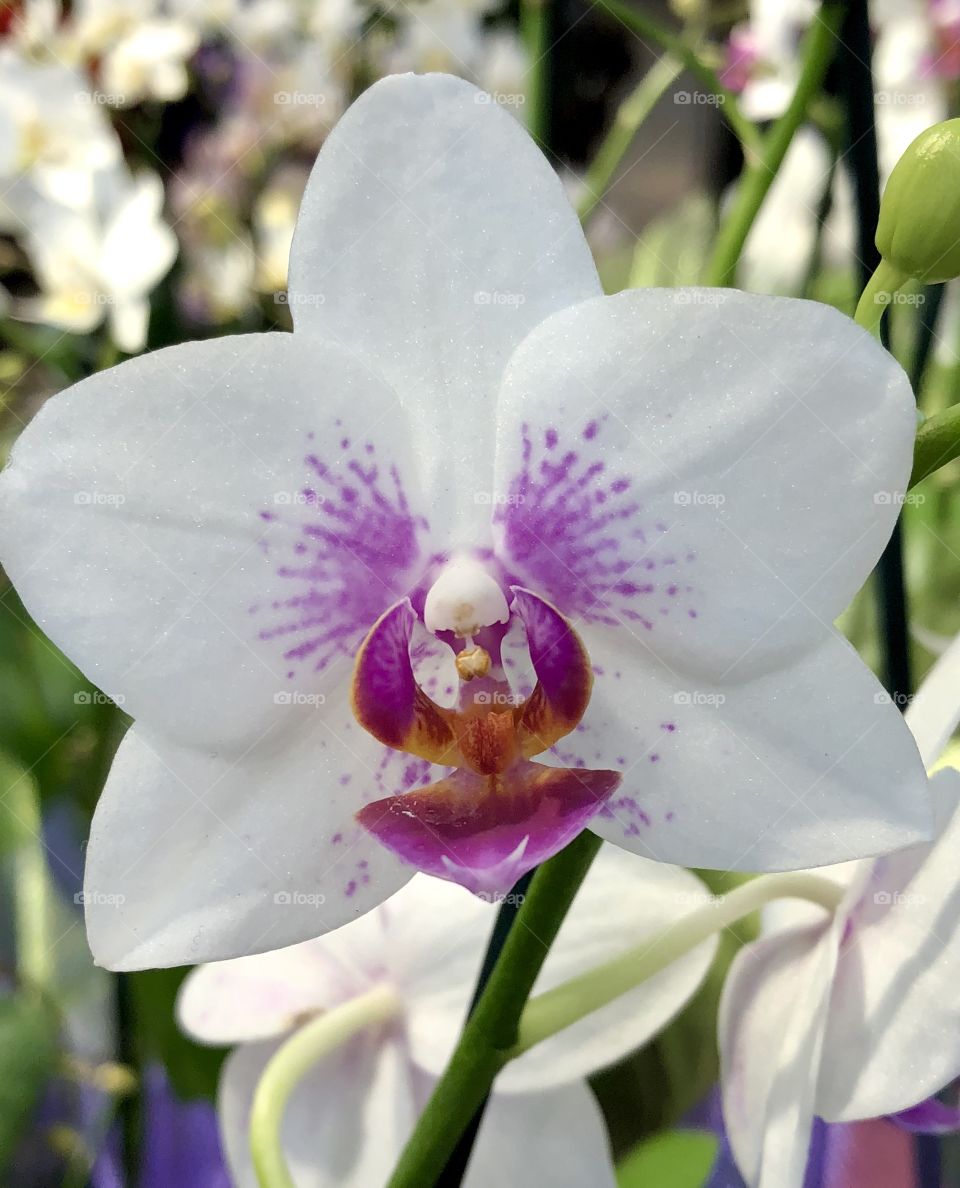 Curious vivid pattern of this blooming orchid employs both spots and stripes in this pleasing pattern to tantalize eyes.