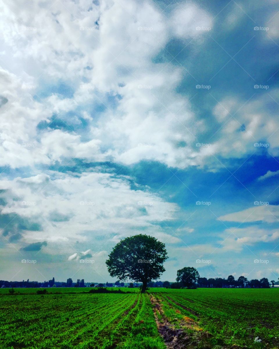 Duality, rainy Clouds setting in above a lone tree in a field