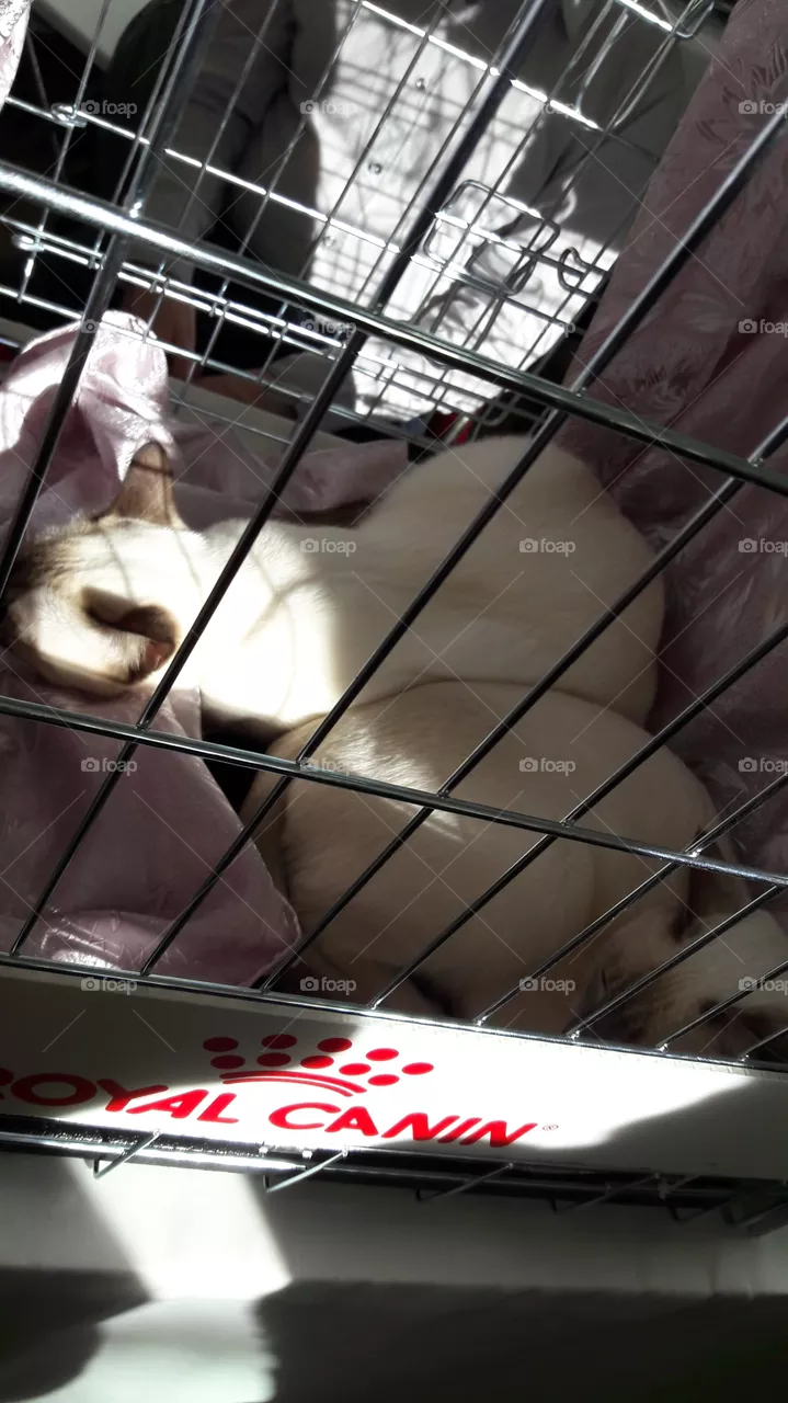 chat