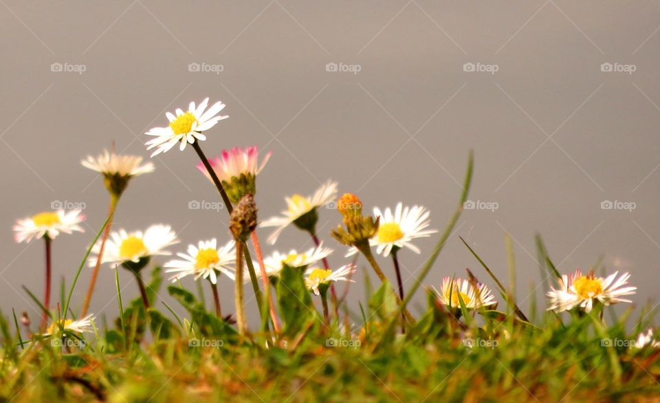 daisies in the wind