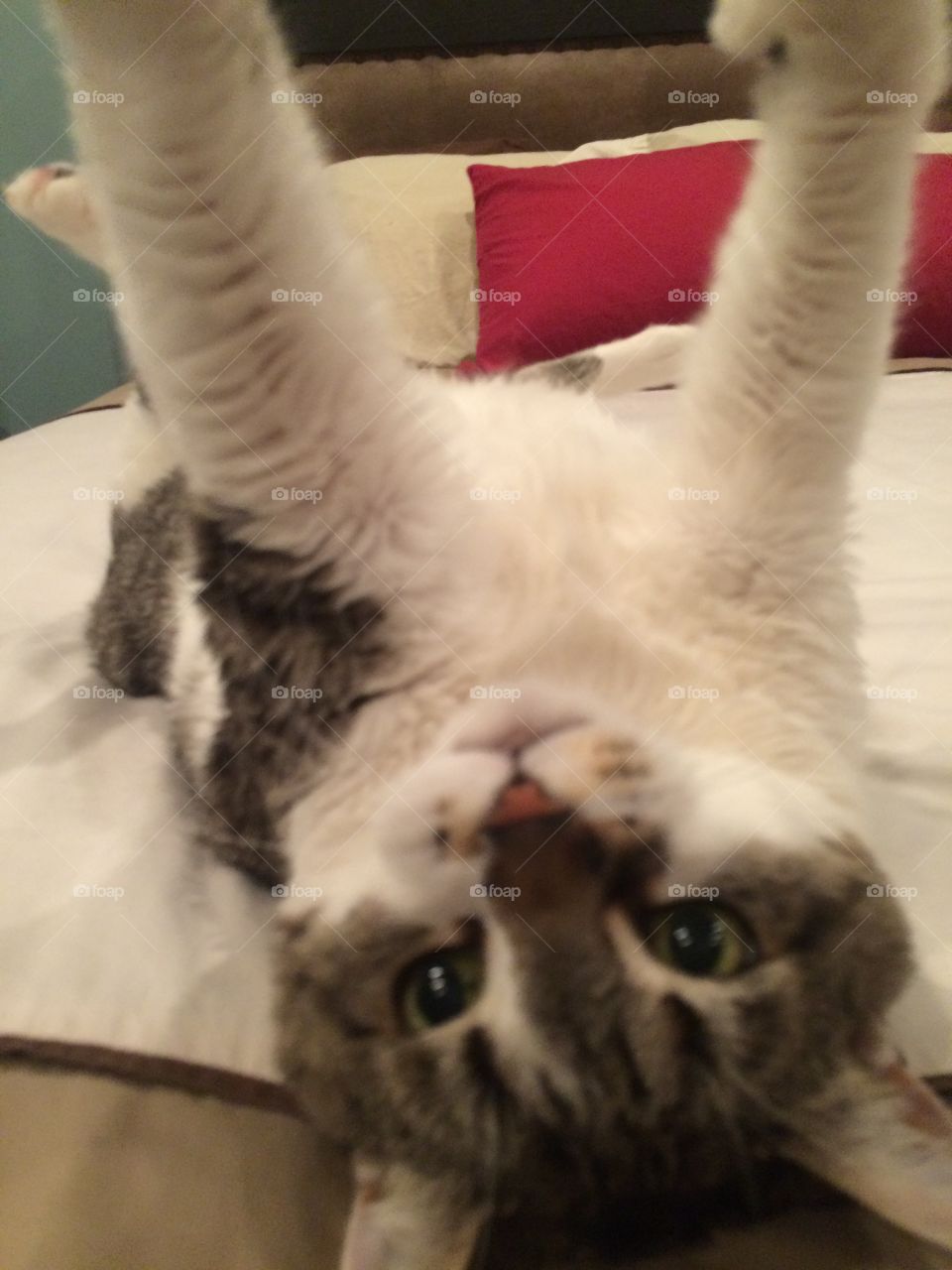 Cat upside down 