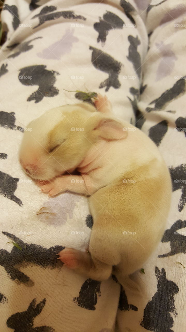 sleeping Roscoe- 6 days old