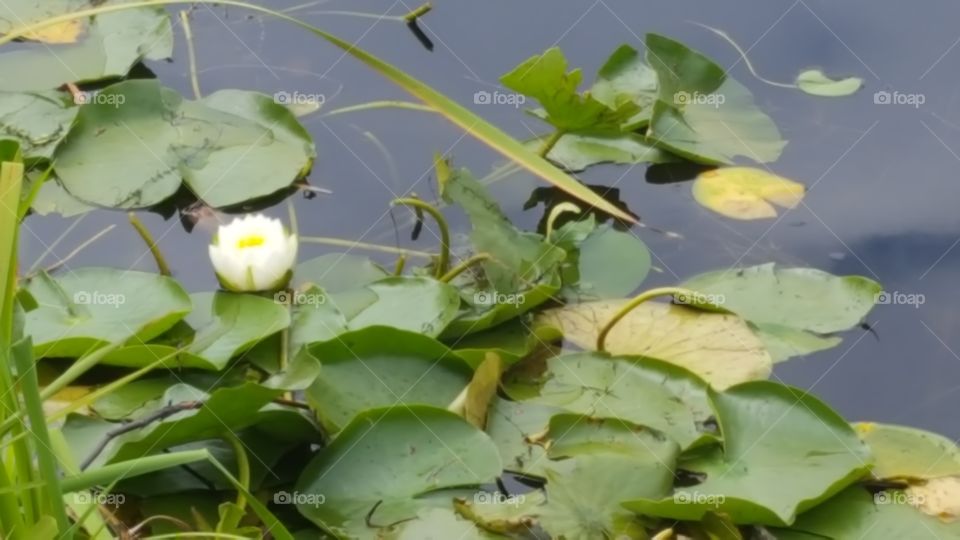 lily pads