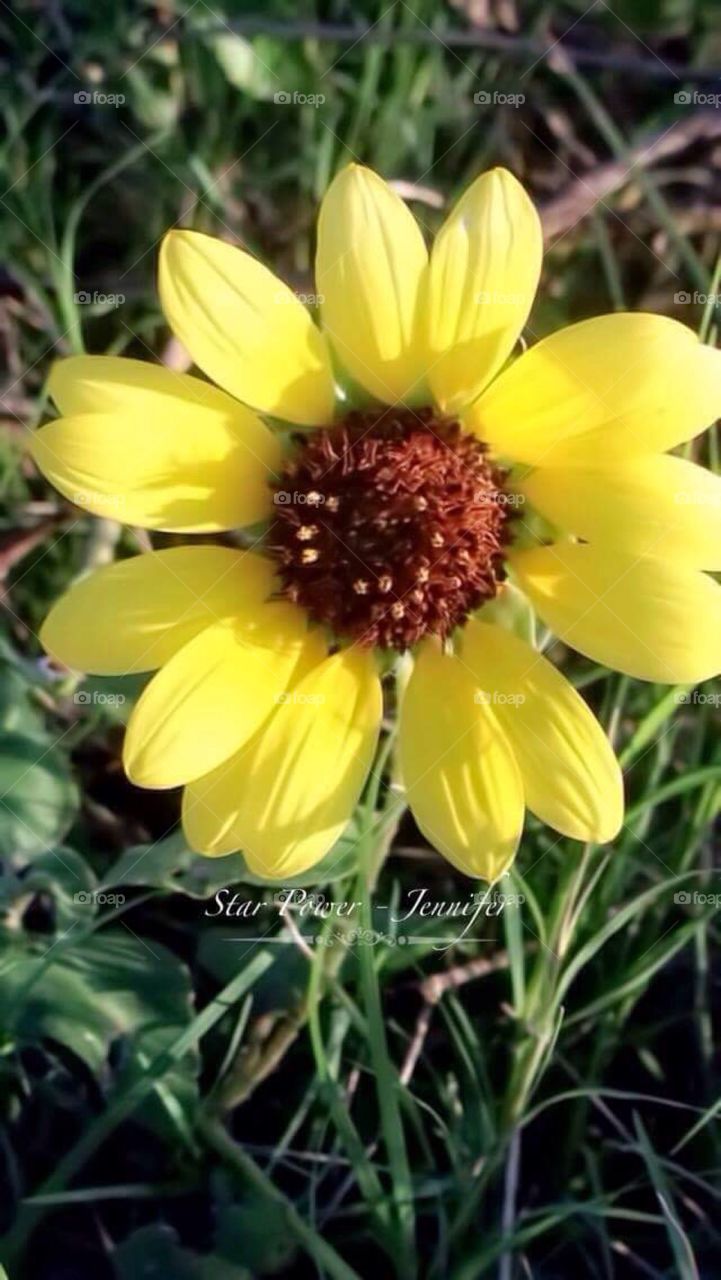 #nature #blessed #flora #flowers #flowerstalking  #texas #sanantoniotx #2016 #yellow #insect #insects #flies #instaflies #naturaleza #naturephotography #green #weird #capture #photoaday #photoaddict #photoart #photographer #yellow #farm #gopro