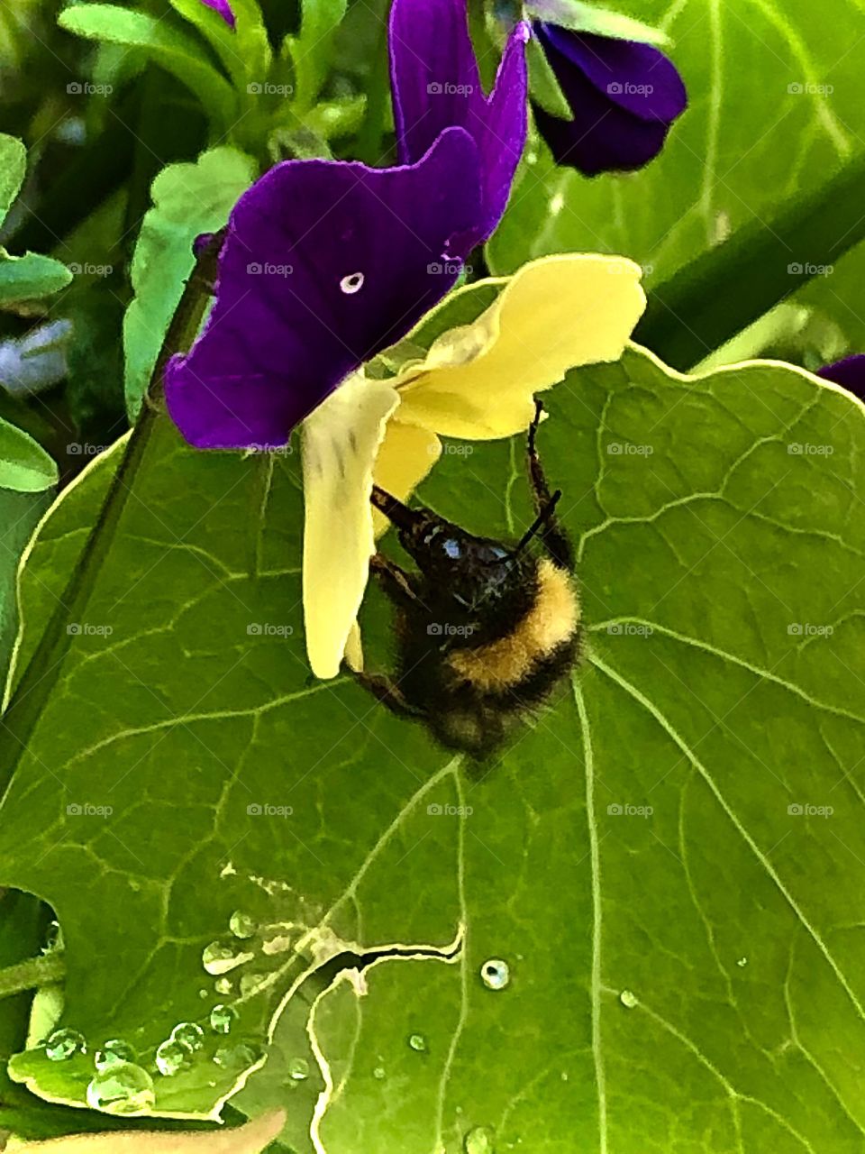 Bee