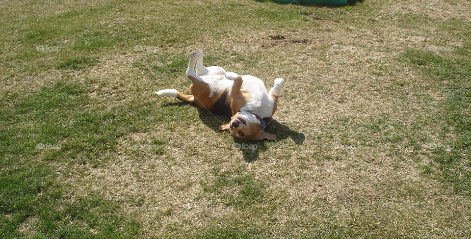 beagle having fun