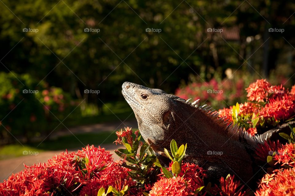 Iguana in Costa Rica