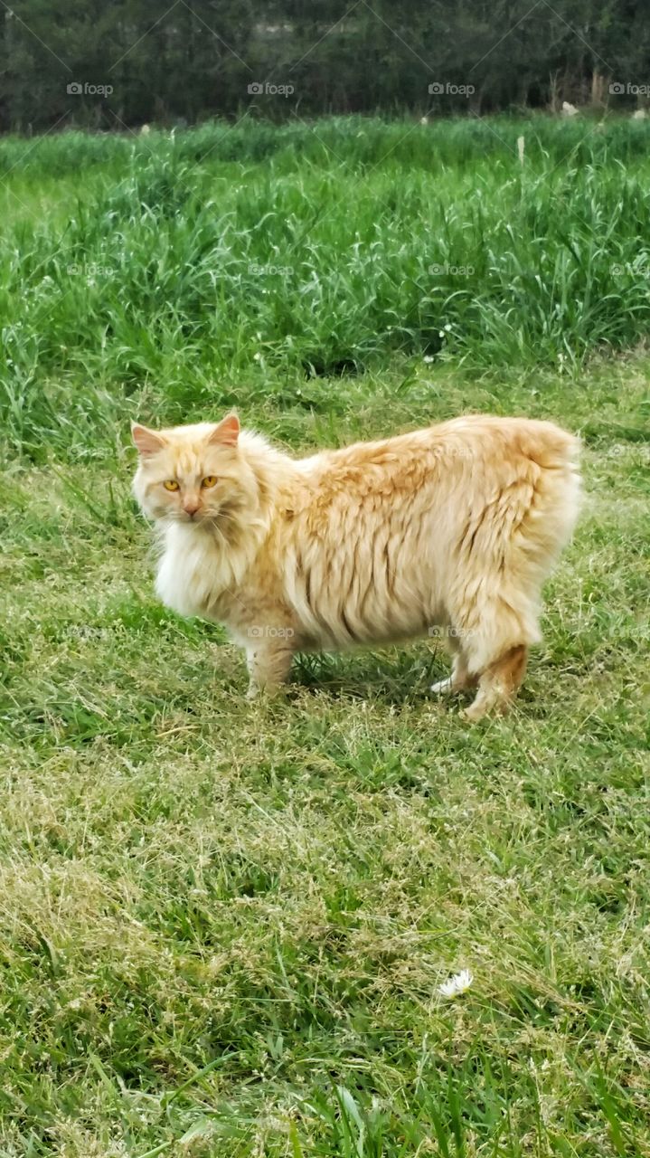orange American bobtail cat green grass
