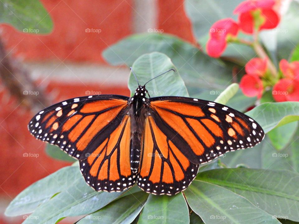 Urban Nature: Wildlife - A colorful Monarch Butterfly with a full wing span rests on a Crown of Thorn plant