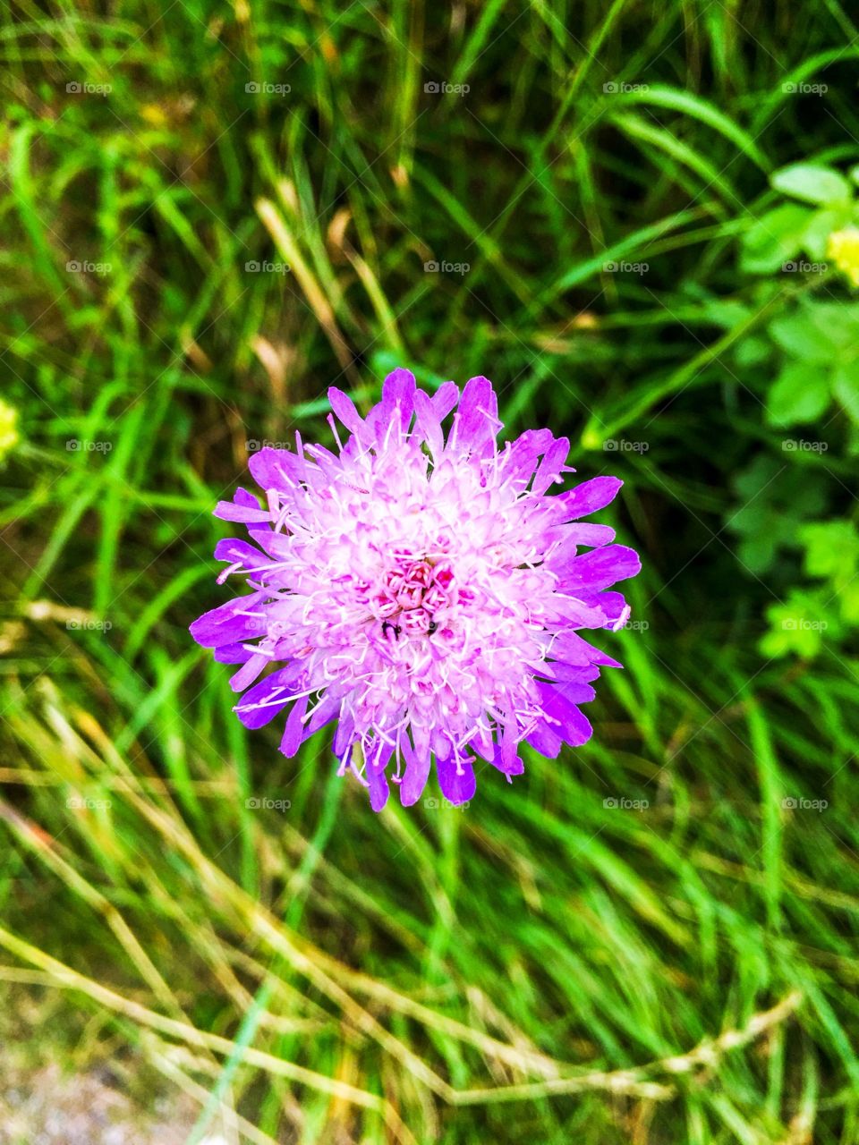 a beautiful purple flower, between small green leaves , I saw it on the side of the road . In the field, on the way I go to exercise